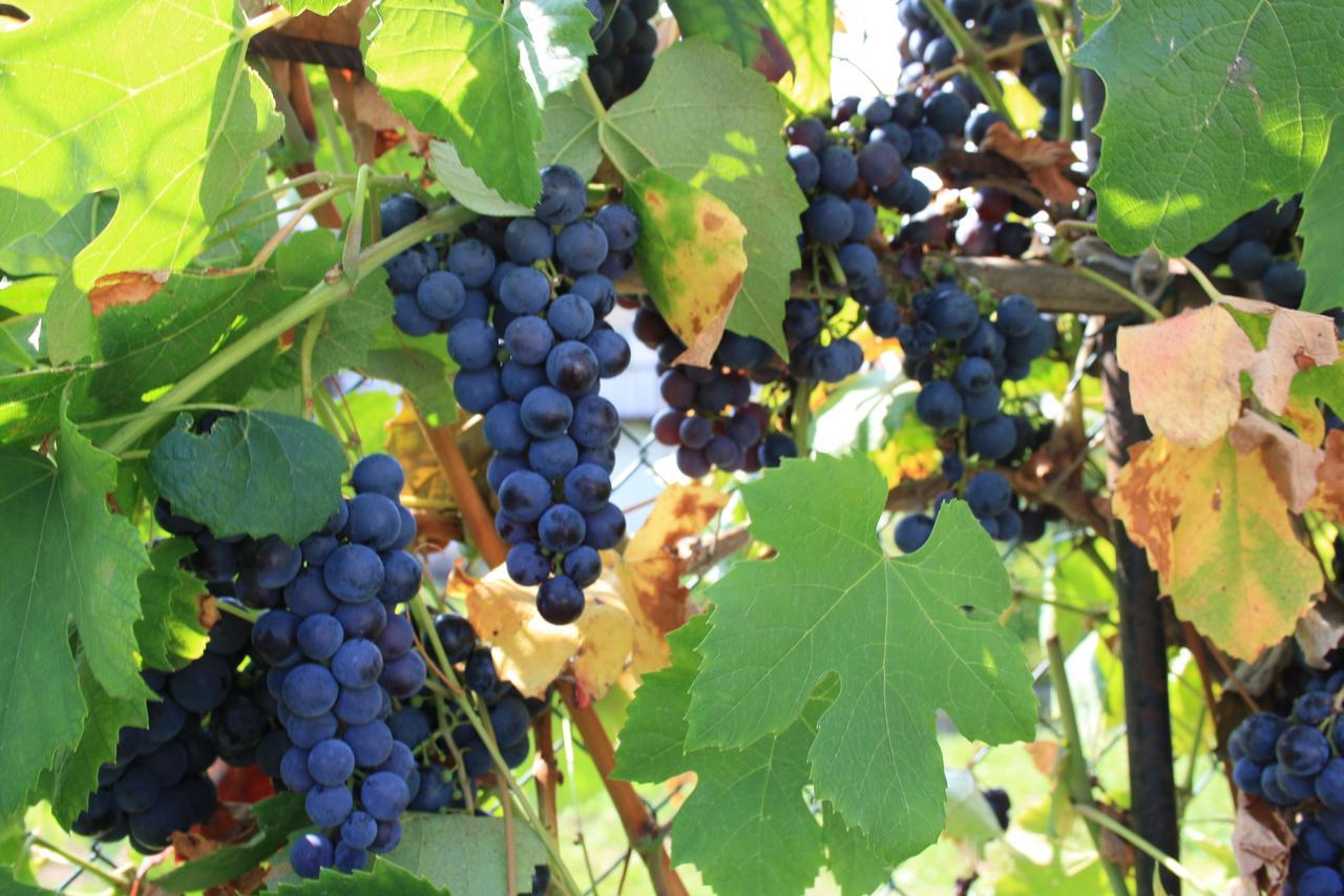 B & B La Ca' Di Massuc Peveragno 外观 照片